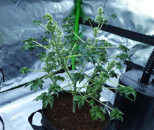 Blueberry Bastard (ABC). Week 7