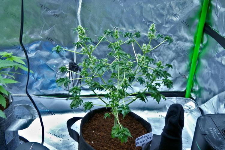 Blueberry Bastard (ABC). Week 7