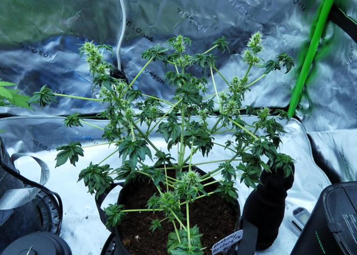 Blueberry Bastard (ABC). Week 7