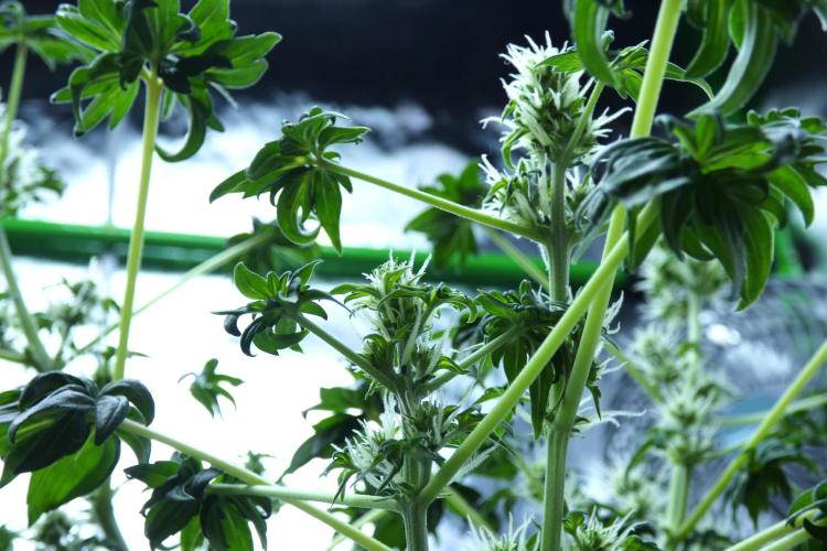 Blueberry Bastard (ABC). Week 7