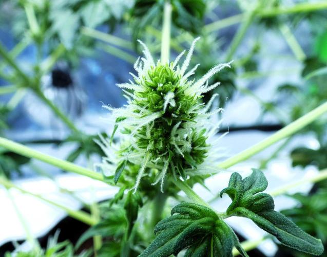 Blueberry Bastard (ABC). Week 7