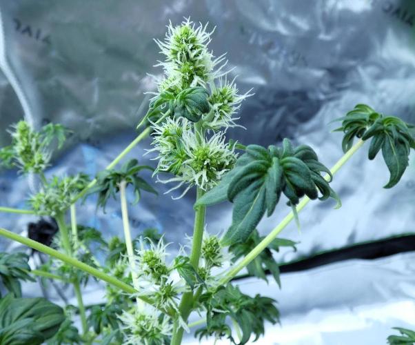 Blueberry Bastard (ABC). Week 7