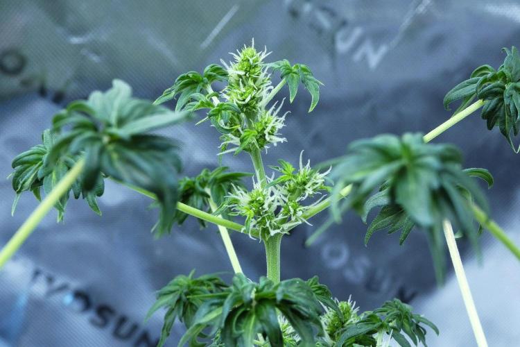 Blueberry Bastard (ABC). Week 7