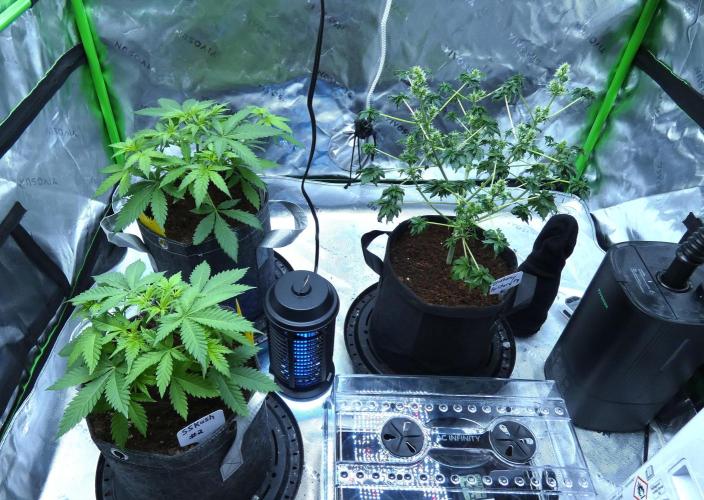 Blueberry Bastard (ABC). Week 7