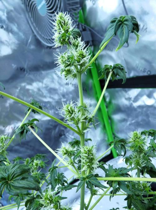 Blueberry Bastard (ABC). Week 7