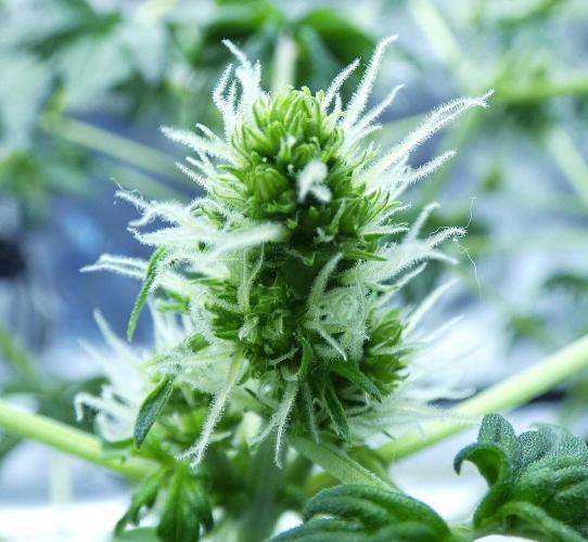 Blueberry Bastard (ABC). Week 7