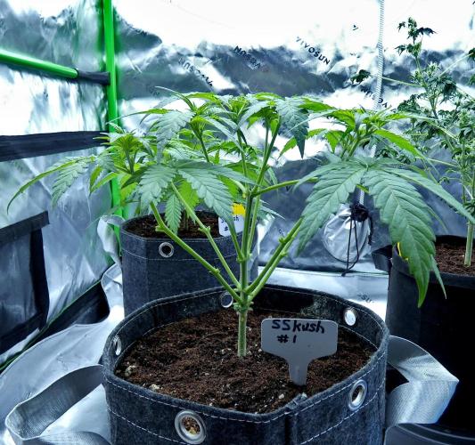 Sour Kush Freebie #1. Week 5