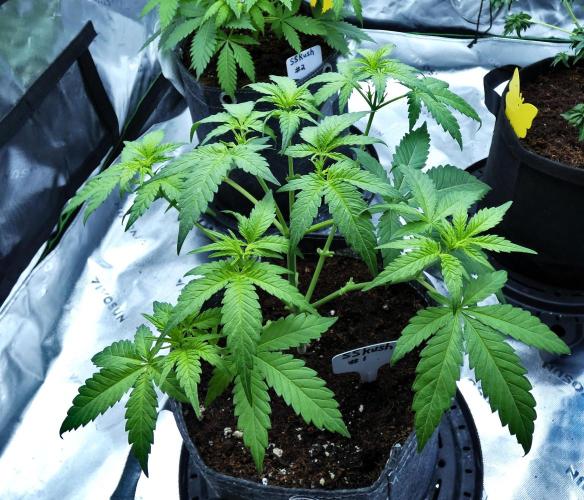 Sour Kush Freebie #1. Week 5