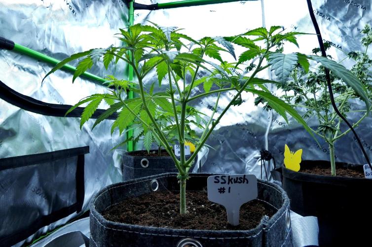 Sour Kush Freebie #1. Week 5