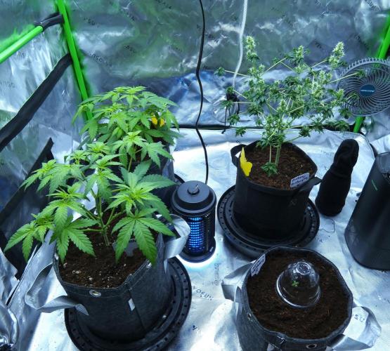 Sour Kush Freebie #1. Week 5