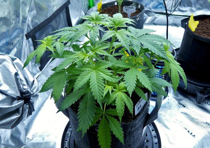 Sour Kush Freebie #2. Week 5 - pre-defoliation