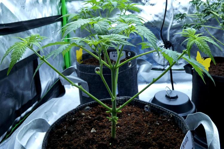 Sour Kush Freebie #2. Week 5