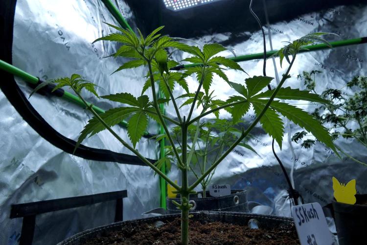 Sour Kush Freebie #2. Week 5