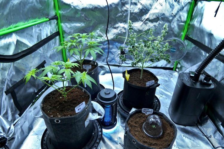 Sour Kush Freebie #2. Week 5