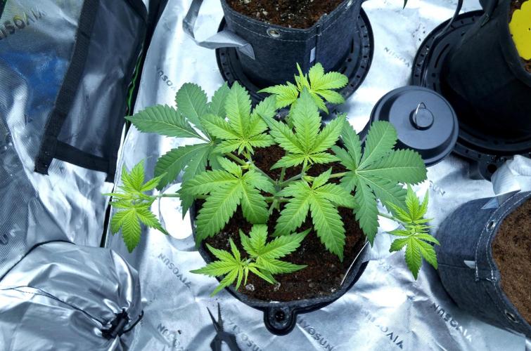 Sour Kush Freebie #2. Week 5