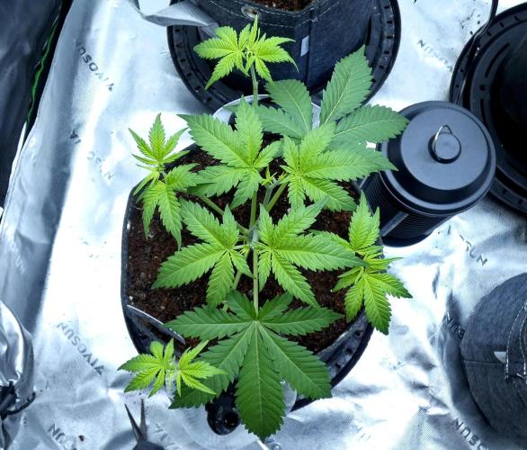 Sour Kush Freebie #2. Week 5