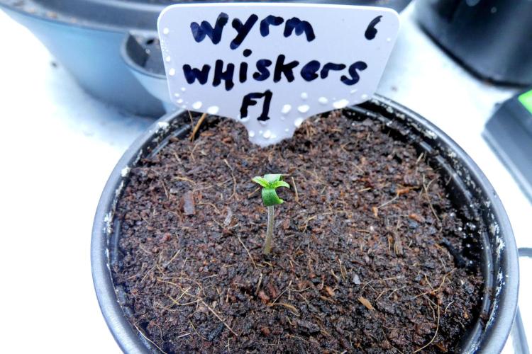 Let's do a Coin Flip. Week 0