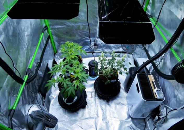 ABC - Blueberry Bastard. Week 8