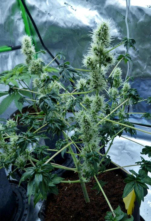 ABC - Blueberry Bastard. Week 8