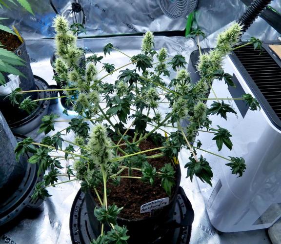 ABC - Blueberry Bastard. Week 8