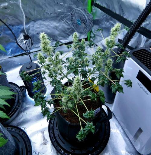 ABC - Blueberry Bastard. Week 8