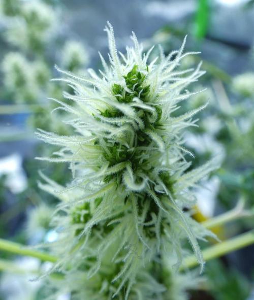 ABC - Blueberry Bastard. Week 8