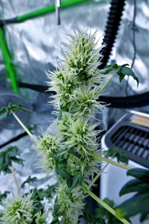 ABC - Blueberry Bastard. Week 8