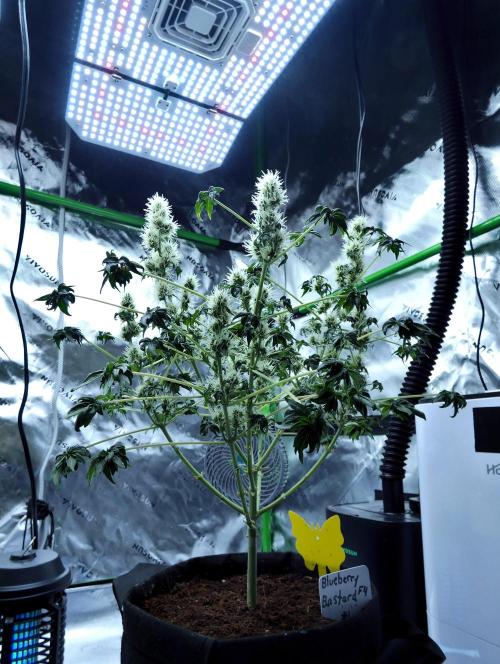 ABC - Blueberry Bastard. Week 8