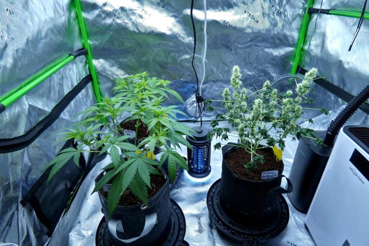 ABC - Blueberry Bastard. Week 8