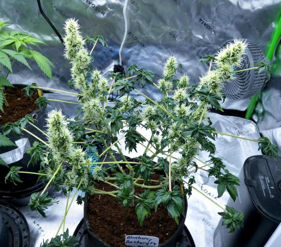 ABC - Blueberry Bastard. Week 8