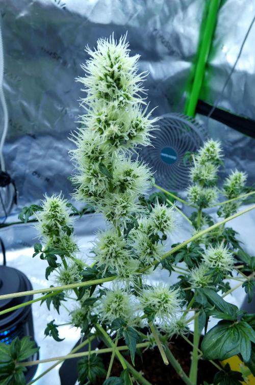 ABC - Blueberry Bastard. Week 8