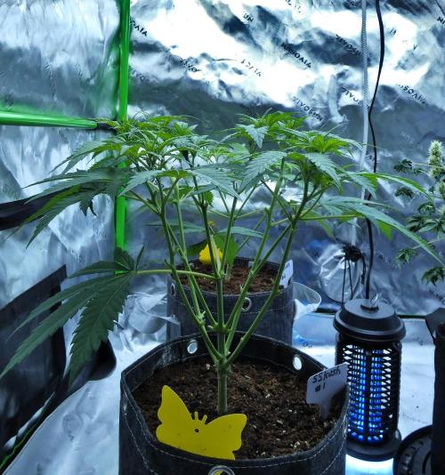 Sour Kush Freebie #1. Week 6