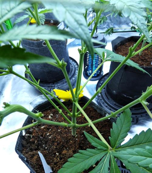 Sour Kush Freebie #1. Week 6