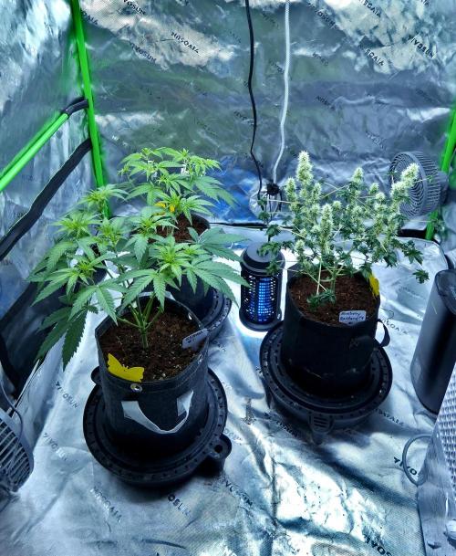 Sour Kush Freebie #1. Week 6