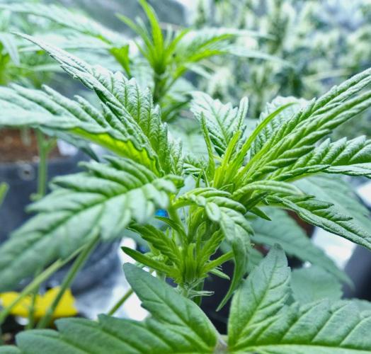 Sour Kush Freebie #1. Week 6