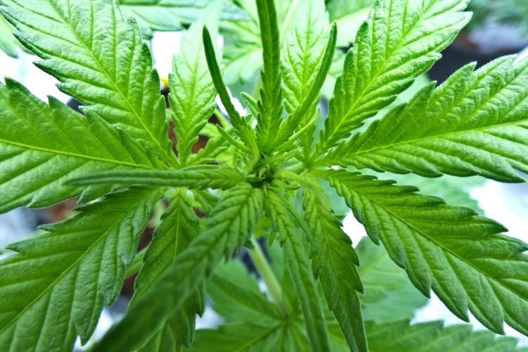 Sour Kush Freebie #1. Week 6