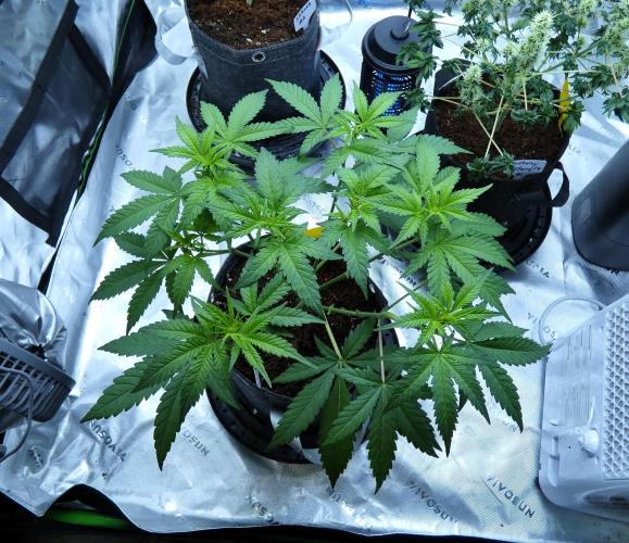 Sour Kush Freebie #1. Week 6