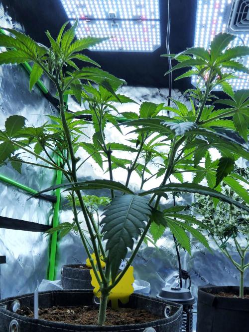 Sour Kush Freebie #1. Week 6