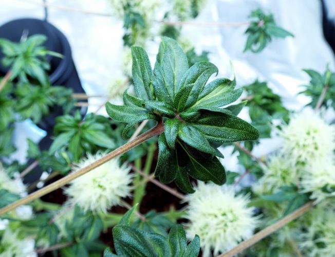 ABC - Blueberry Bastard. Week 9