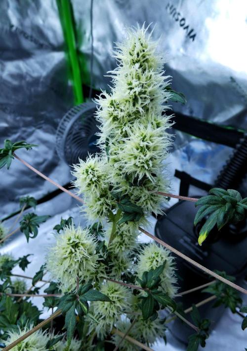 ABC - Blueberry Bastard. Week 9