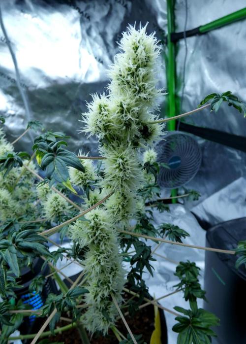 ABC - Blueberry Bastard. Week 9