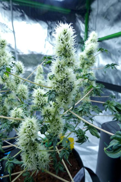 ABC - Blueberry Bastard. Week 9