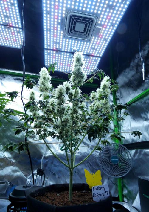 ABC - Blueberry Bastard. Week 9