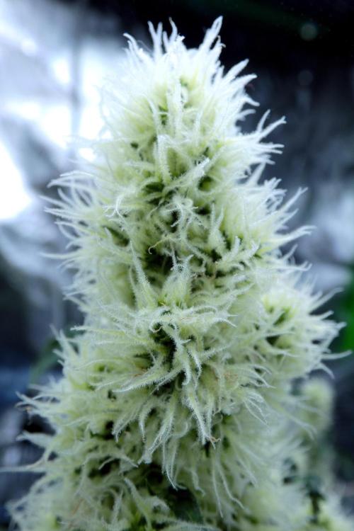 ABC - Blueberry Bastard. Week 9