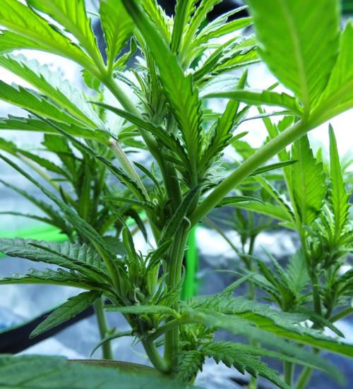 Sour Kush. Week 7