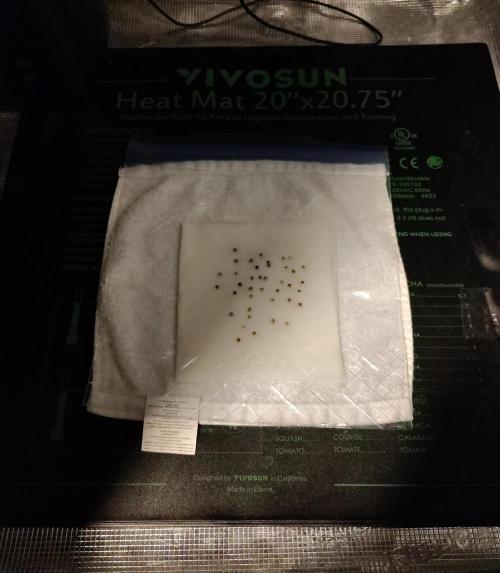 Tiny Hunt #2 - Wyrm Whiskers F1. Week 0