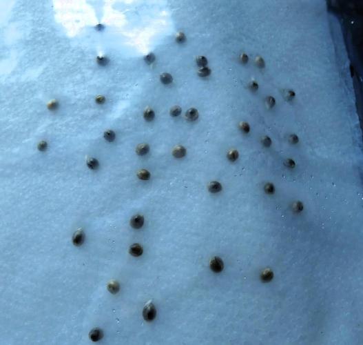 Tiny Hunt #2 - Wyrm Whiskers F1. Week 0