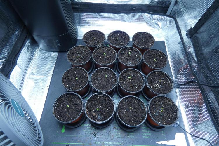 Tiny Hunt #2 - Wyrm Whiskers F1. Week 0