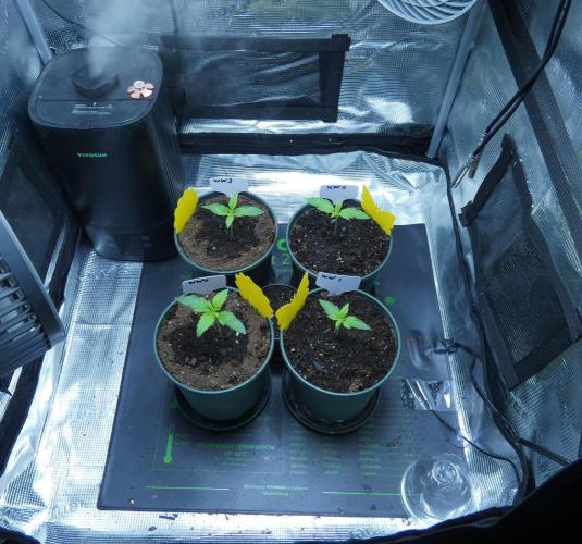 Tiny Hunt #2 - Wyrm Whiskers F1. Week 1