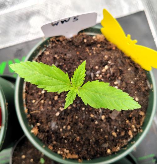 Tiny Hunt #2 - Wyrm Whiskers F1. Week 1 - #5